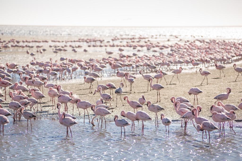 Flamingo Villas Boutique Hotel Волфіш-Бей Екстер'єр фото